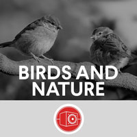 Big Room Sound Birds and Nature Big Room Sound Birds and Nature